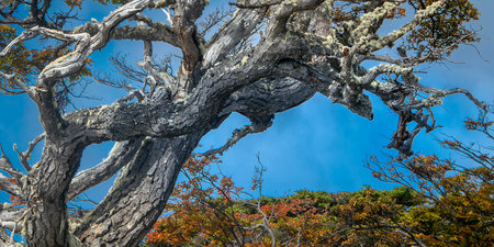 Beautiful old lenga trees, panoramic shot, Torito Bay, Tierra del Fuego province, Argentinaの写真素材