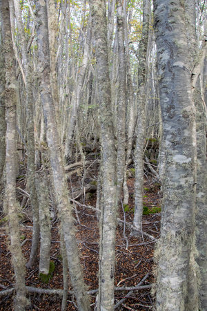 Close up shot thin tall trees landscape at Patagonia forest, Tierra del Fuego, Argentinaの写真素材