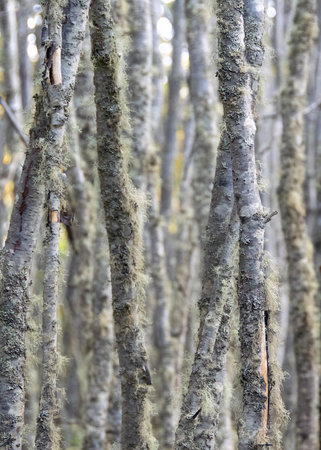 Close up shot thin tall trees landscape at Patagonia forest, Tierra del Fuego, Argentina