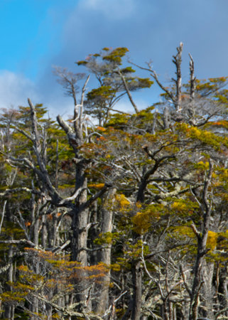 Beautiful forest lenga trees, Torito Bay, Tierra del Fuego province, Argentina