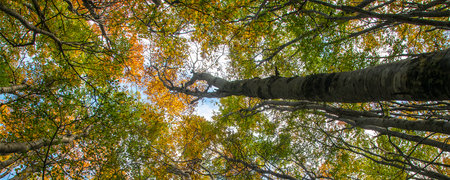 Low angle shot big tall trees landscape, Tierra del Fuego, Argentinaの写真素材