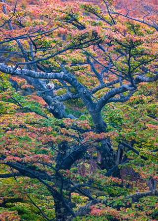 Detail view of many ancient big forest tall trees landscape, Tierra del Fuego, Argentinaの写真素材