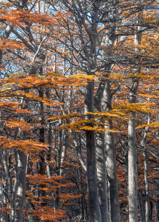Big tall forest trees landscape, Ushuaia, Tierra del Fuego, Argentinaの写真素材