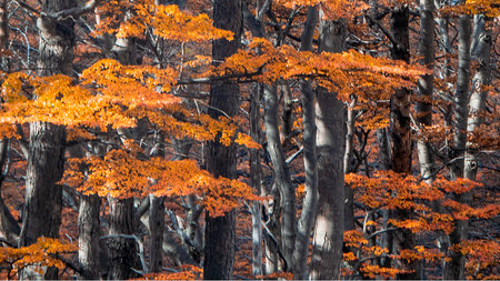 Big tall forest trees landscape, Ushuaia, Tierra del Fuego, Argentinaの写真素材