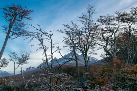 Dry forest landscape day scene, Laguna Esmeralda hiking road, Tierra del Fuego province, Argentinaの写真素材