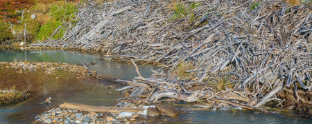 Empty Beaver House, Laguna Esmeralda Trail, Tierra del Fuego, Argentinaの写真素材