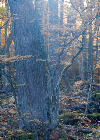 Bush forest landscape at Laguna Esmeralda hiking road, Tierra del Fuego province, Argentinaの写真素材