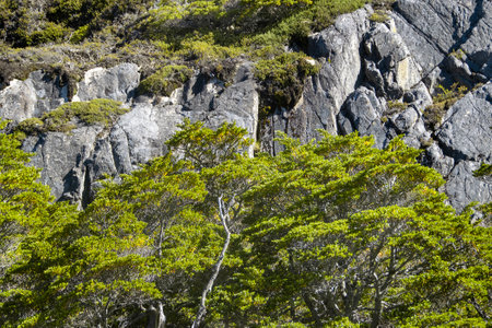Forest and rocky mountains landscape day scene, Laguna Esmeralda hiking road, Tierra del Fuego province, Argentinaの写真素材