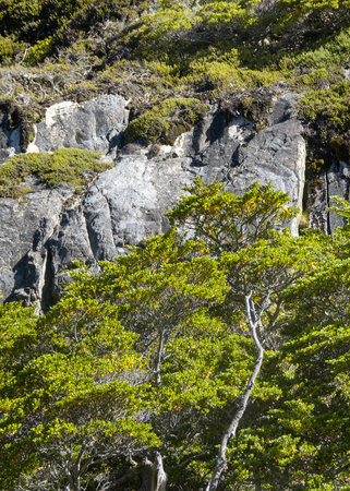Forest and rocky mountains landscape day scene, Laguna Esmeralda hiking road, Tierra del Fuego province, Argentinaの写真素材