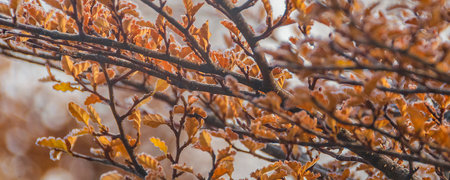 Dark orange leaves Patagonian forest tree close up detail shot, Tierra del Fuego, Argentinaの写真素材