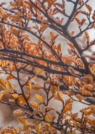 Dark orange leaves Patagonian forest tree close up detail shot, Tierra del Fuego, Argentina