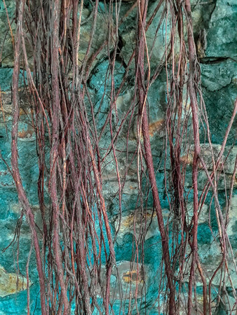 Closeup shot Mangrove trunk detail view, Guayaquil, Ecuador