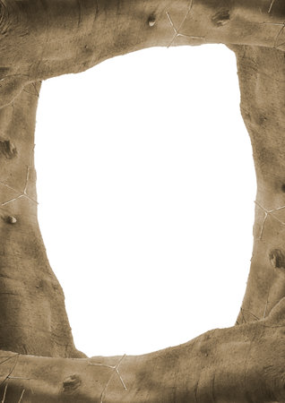 Blank background with trunk tree bordersの写真素材