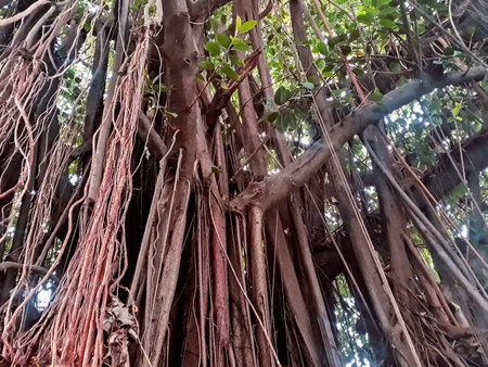 Mangrove trunk low angle shot, Cerro San Eduardo, Guayaquil, Ecuadorの写真素材