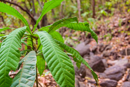Dry forest landscape, San Eduardo Hill, Guayaquil, Ecuador