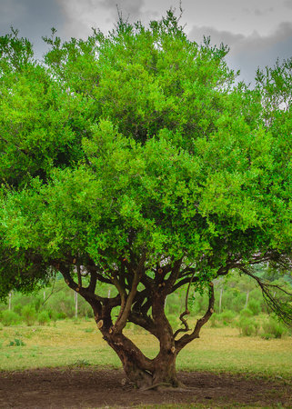 Front view shot big tree surrounded by meadow rural landscape, maldonado, uruguayの写真素材