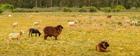 Flock of sheep standing at countyside landscape, Maldonado, Uruguayの写真素材
