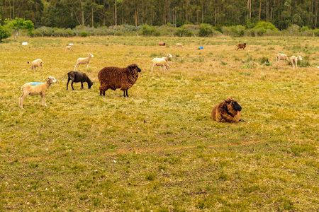 Flock of sheep standing at countyside landscape, Maldonado, Uruguayの写真素材