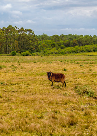 Brown sheep standing at countryside landscape, Maldonado, Uruguayの写真素材