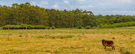 Brown sheep standing at countryside landscape, Maldonado, Uruguayの写真素材