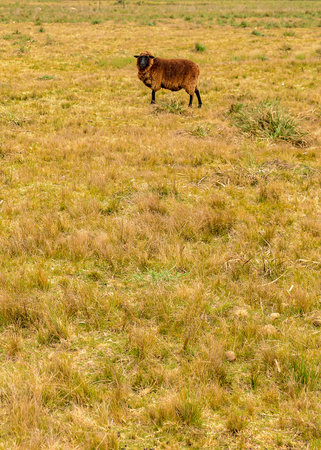 Brown sheep standing at countryside landscape, Maldonado, Uruguayの写真素材
