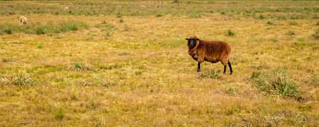 Brown sheep standing at countryside landscape, Maldonado, Uruguayの写真素材