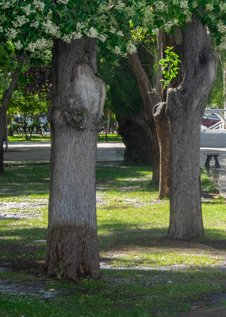 Sunny day no people scene at main Independence square of trelew city, chubut province, argentina