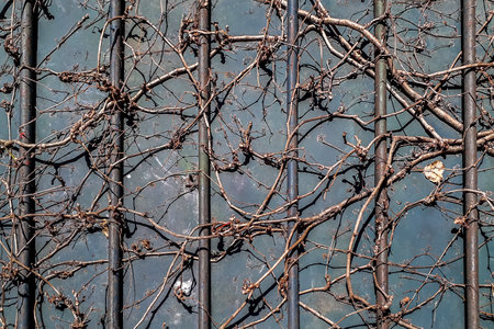 Front view shot of abandoned gate with bars and tree branchesの写真素材