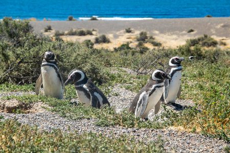 Wide shot landscape of magellanic penguin colony at punta tombo beach, chubut province, argentinaの写真素材
