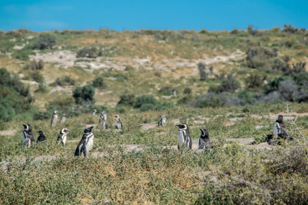 Wide shot magellanic penguin colony at steppen patagonian landscape, punta tombo peninsula, chubut province, argentinaの写真素材