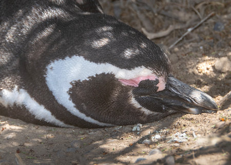 Magellanic penguin sleeping at shadow ground, punta tombo peninsula, chubut province, argentinaの写真素材