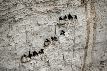 Cormoranes birds colony standing at rocky hill, punta loma wildlife reserve, puerto madryn, chubut province, argentinaの写真素材