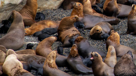 Sea lions colony at border of waterfront rocky mountain, punta loma wildlife reserve, puerto madryn,...