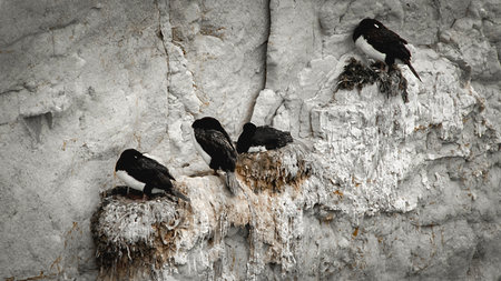 Cormoranes birds colony standing at rocky hill, punta loma wildlife reserve, puerto madryn, chubut province, argentinaの写真素材