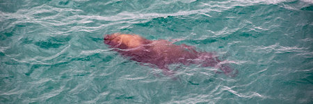 Top view shot sea lion swimming at atlantic ocean, punta loma, puerto madryn, chubut province, argentinaの写真素材