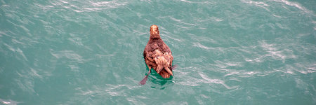 Top view shot brown duck swimming at atlantic ocean, punta loma, puerto madryn, chubut province, argentinaの写真素材
