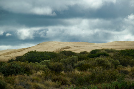 Dunes and trees at coastal landscape near cerro avanzado beach, puerto madryn, chubut province, argentinaの写真素材