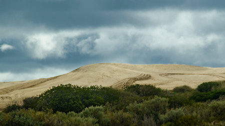 Dunes and trees at coastal landscape near cerro avanzado beach, puerto madryn, chubut province, argentinaの写真素材