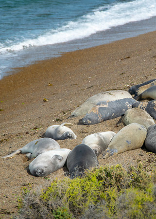 Sea lions sleeping at punta norte beach, peninsula valdes, viedma department, chubut province, argentinaの写真素材