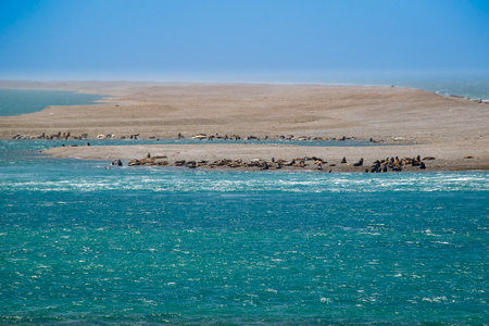 Sea lions colony at caleta valdes, peninsula valdes, viedma department, chubut province, argentinaの写真素材