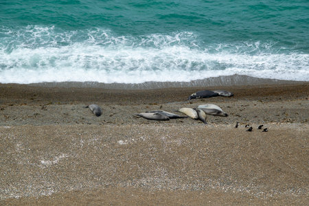 High angle shot females sea lions resting at shore of beach,  peninsula valdes, viedma department, chubut province, argentinaの写真素材