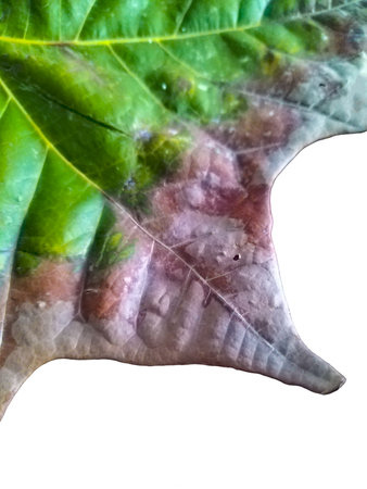 Top view close-up shot big colorful dry tree leave isolated photoの写真素材