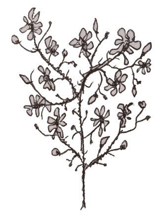 Front view slim tree with flowers hand drawn black and white isolated illustrationの写真素材