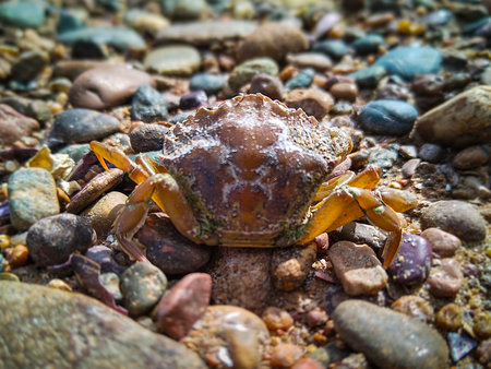 One big crab standing at rocky ground environment, punta verde beach, rio negro province, argentina