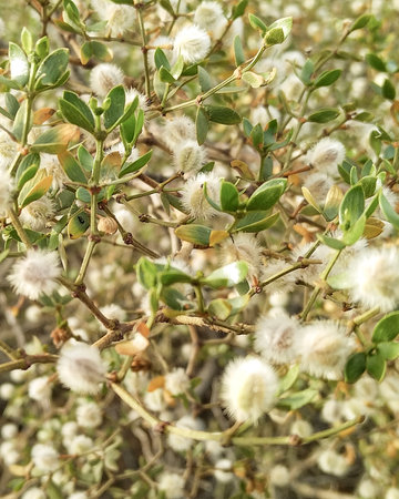 Wild endemic steppe patagonian flora photo at las grutas, rio negro province, argentinaの写真素材