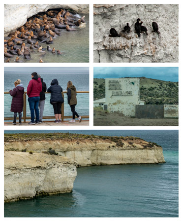 Photo collage set composition of punta loma, a wildlife reserver located in chubut province, argentinaの写真素材