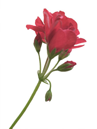 Side view red rose photo isolated on white backgroundの写真素材