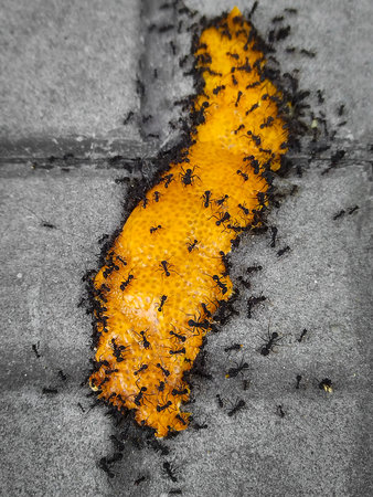 High angle view large number of ants eating an orange peel at street sidewalkの写真素材