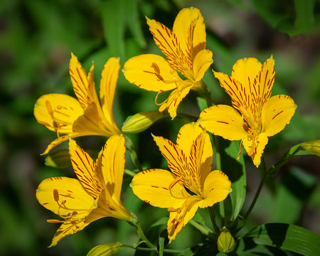 Close-up of bright yellow alstroemeria flowers in full bloom against a green, leafy background.の写真素材