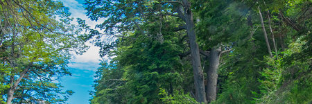 Forest panoramic landscape detail, los alerces national park, a world heritage site located in chubut province, patagonia, argentinaの写真素材
